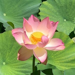 Meet your Posher, Shanda